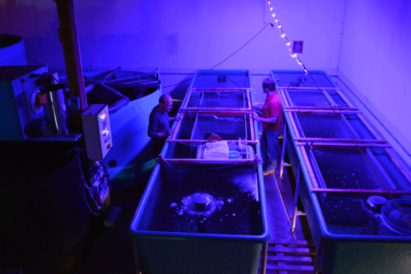 Zur Zanderumstellung und Trockenfutter Adaptation ist eine Anlagenmodifizierung notwendig.